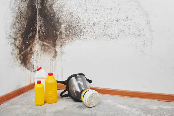 Best Local Mold Removal Service  in Montgomery, TX