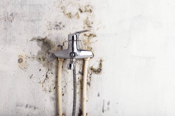 Best Toxic Mold Removal  in Montgomery, TX
