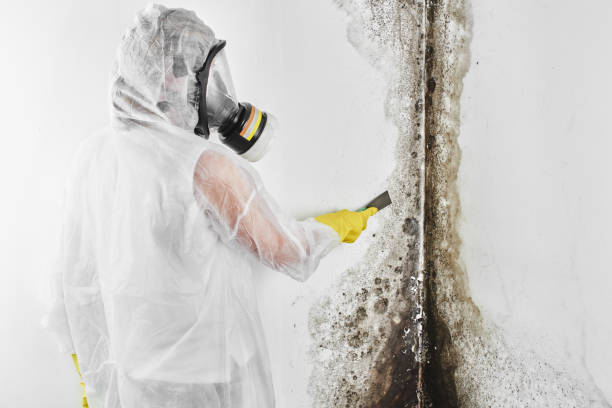 Best Mold Cleaning Services  in Montgomery, TX