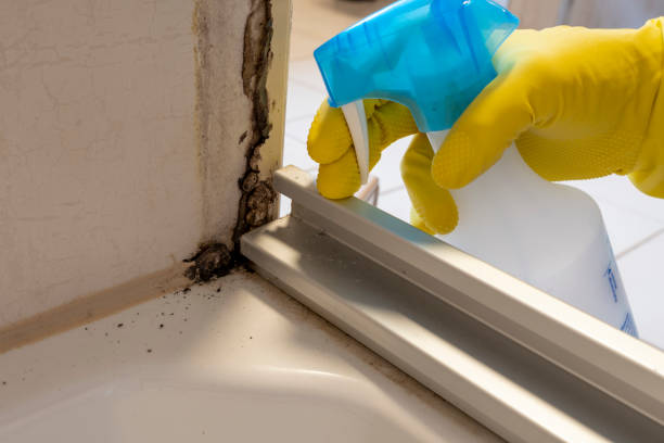 Best Professional Mold Removal  in Montgomery, TX