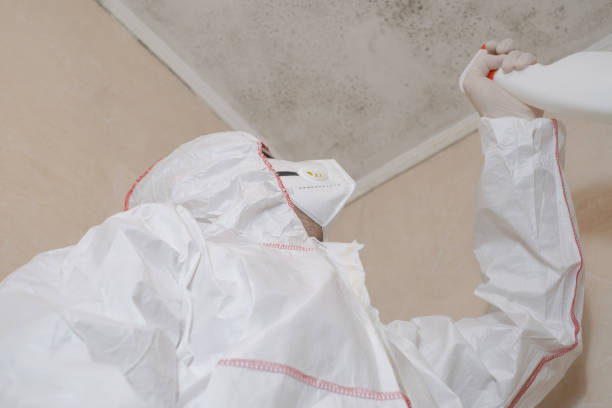 Best Same-Day Mold Removal  in Montgomery, TX