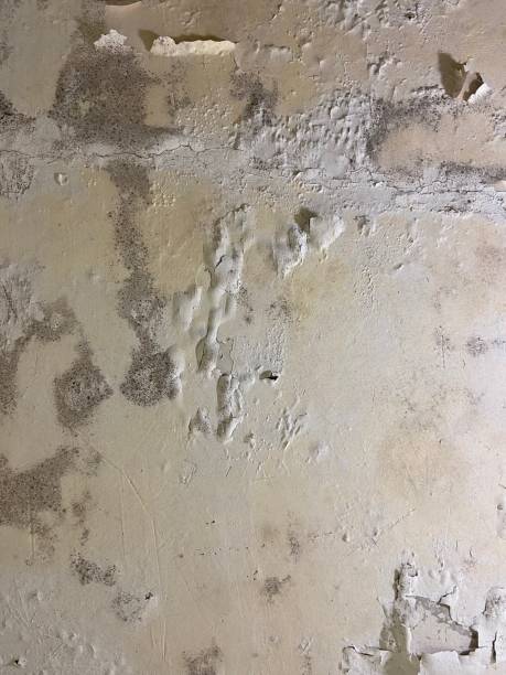 Best Certified Mold Removal  in Montgomery, TX