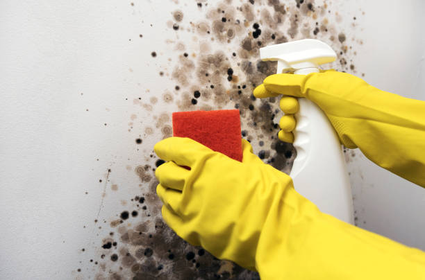Best Fast Mold Removal  in Montgomery, TX