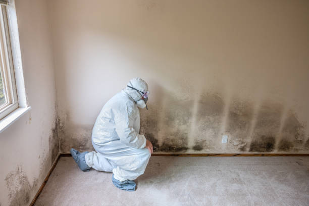 Best Affordable Mold Removal  in Montgomery, TX