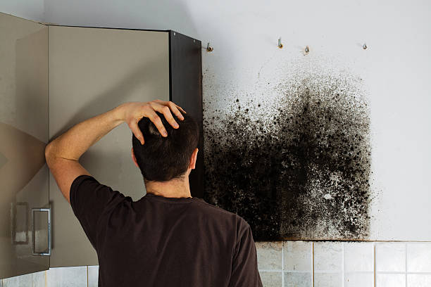 Best Commercial Mold Removal  in Montgomery, TX