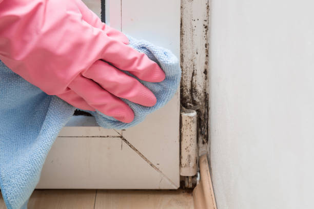 Best Black Mold Removal  in Montgomery, TX
