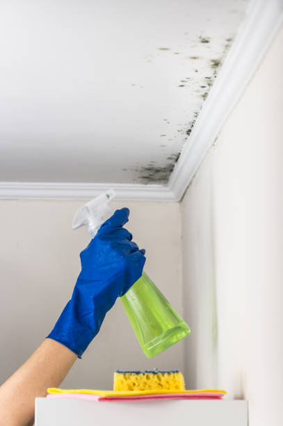Attic Mold Removal in Montgomery, TX