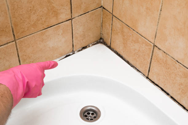 Best Mold Damage Repair  in Montgomery, TX